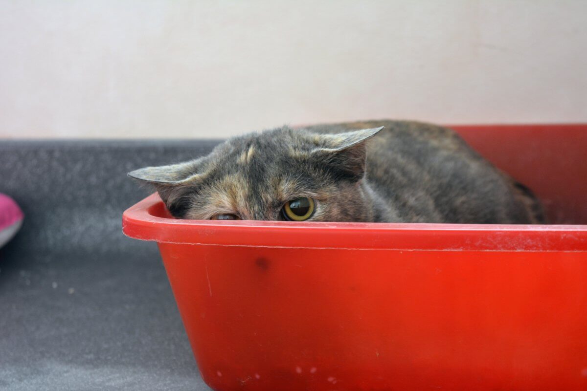 Les noms négatifs : une programmation d’auto-sabotage chez l’animal ?