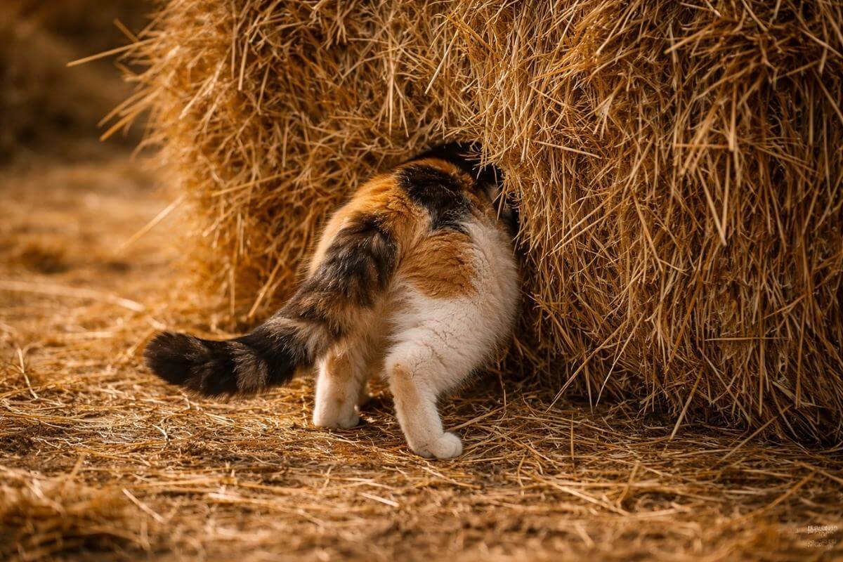 Chat craintif : l’histoire de Grenadine et la peur de la “couronne”