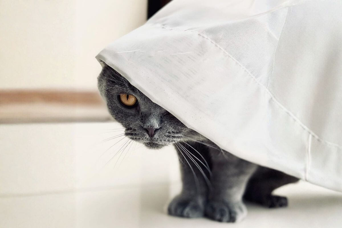 Les noms “fantômes” : quand l’animal apprend à disparaître