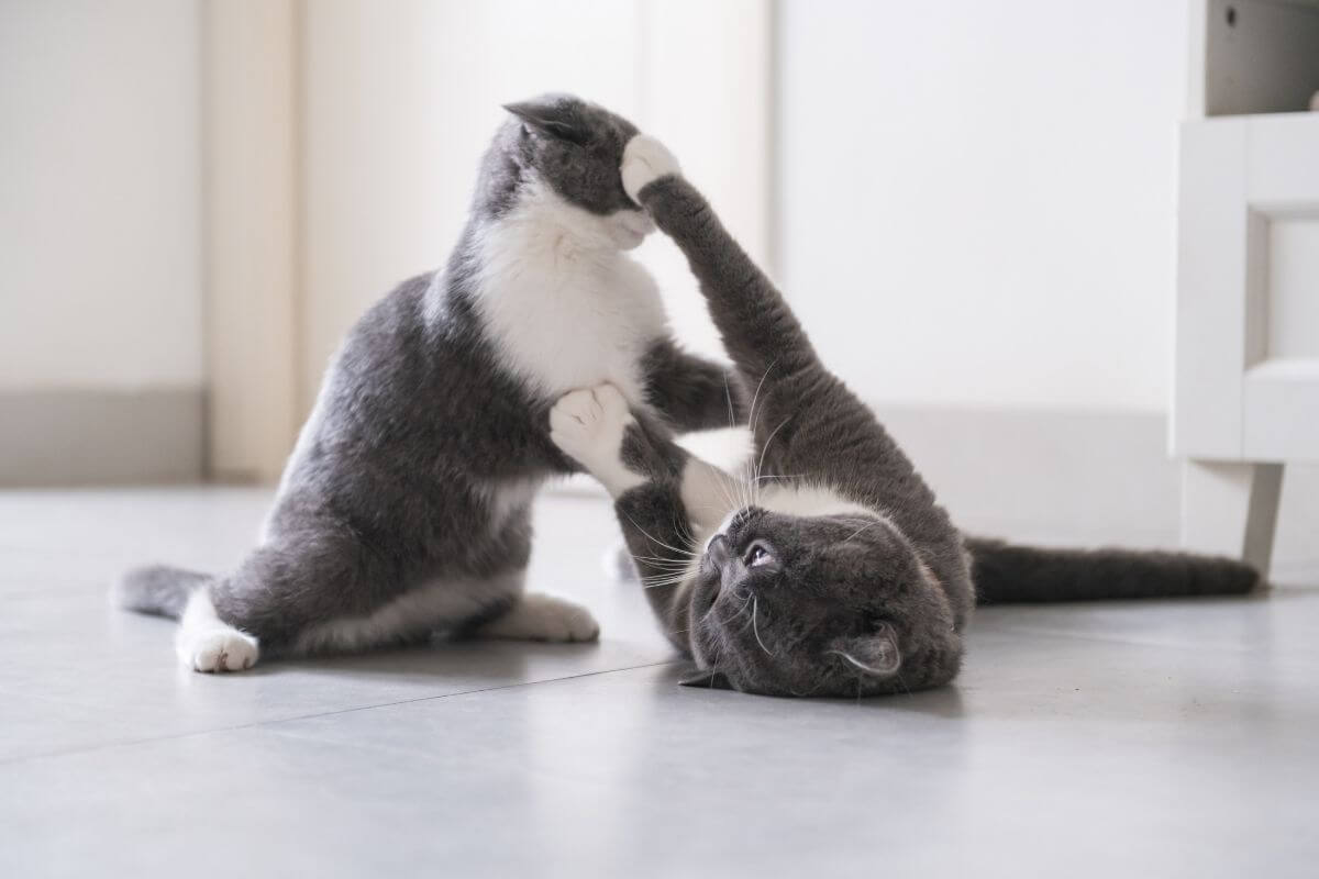 Nouveau compagnon : pourquoi un animal peut mal vivre la cohabitation