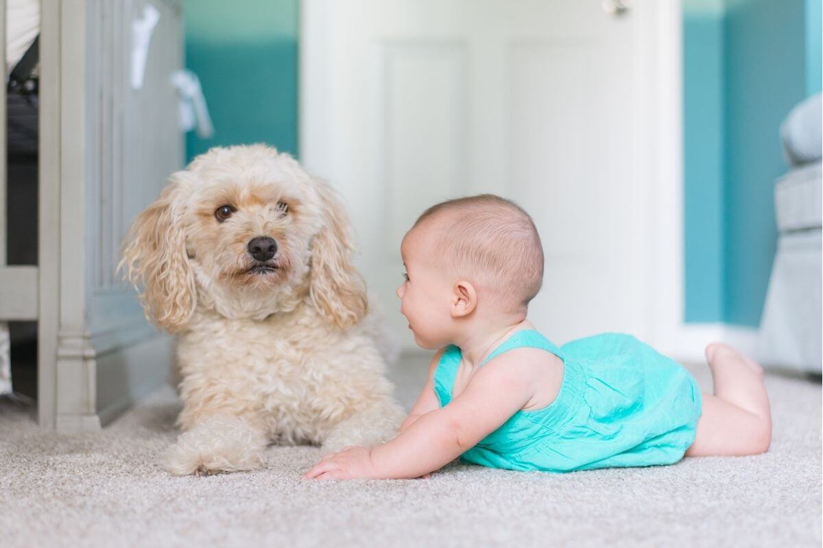 Bébé et animal : pourquoi l’adaptation peut être plus complexe que prévu