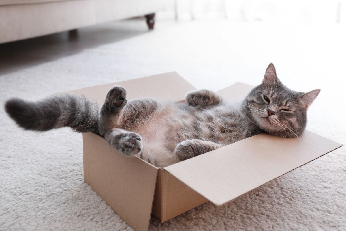Déménagement : faut-il emmener son chat… ou le laisser ? Ce que les chats montrent vraiment quand on les accompagne avec justesse
