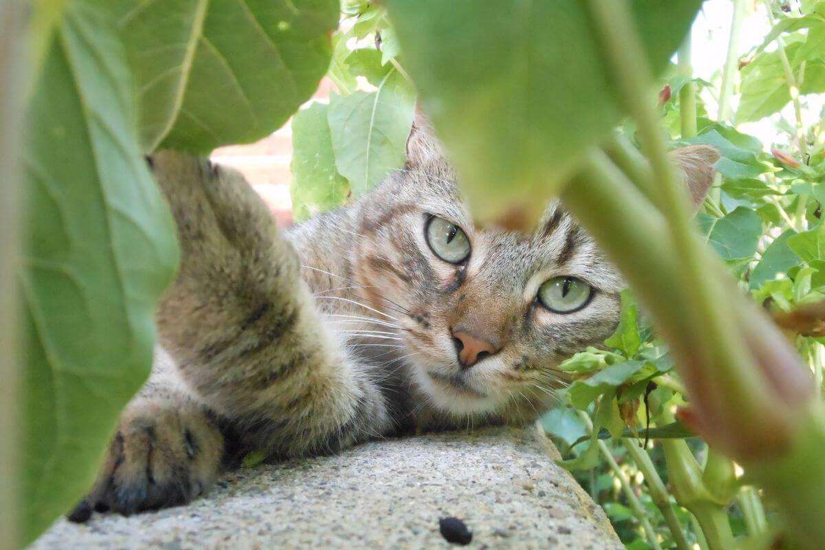 Animal perdu : erreurs fréquentes qui compliquent le retour