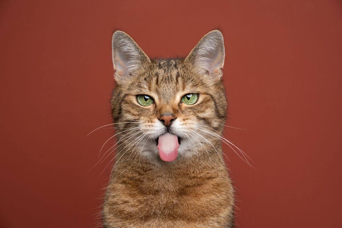 “Mon animal le fait-il exprès ?” Pourquoi on a cette impression… et ce que ça révèle