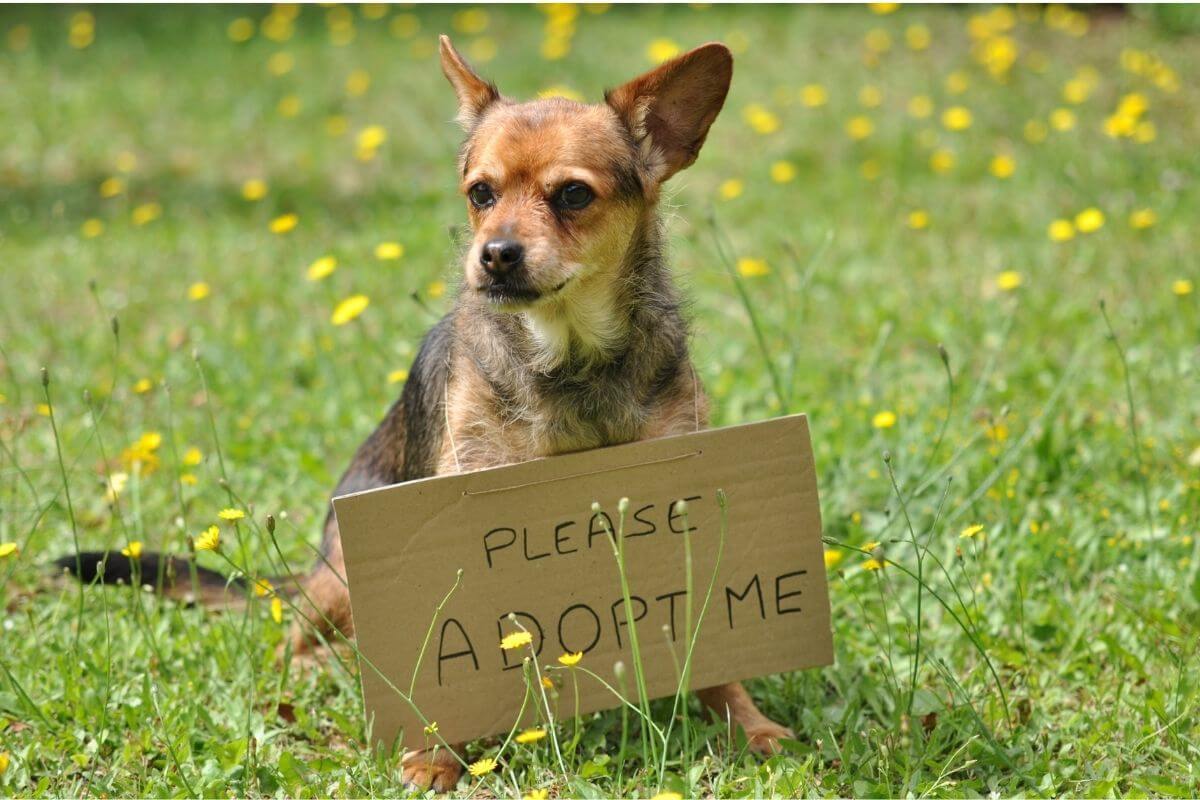 Communication animale et adoption : comprendre et accompagner la relation