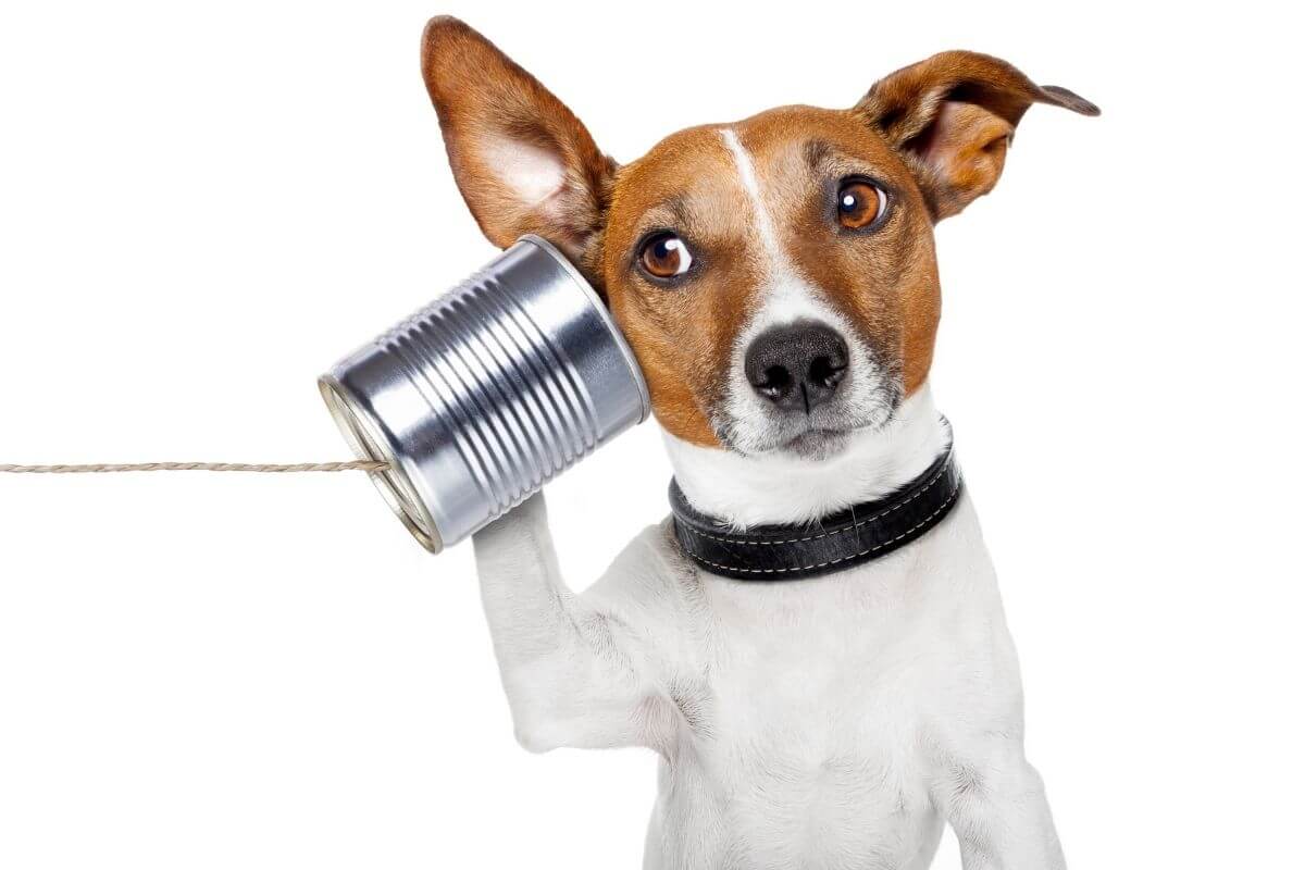 Communication animale à distance : comment ça se passe (et pourquoi ça fonctionne)