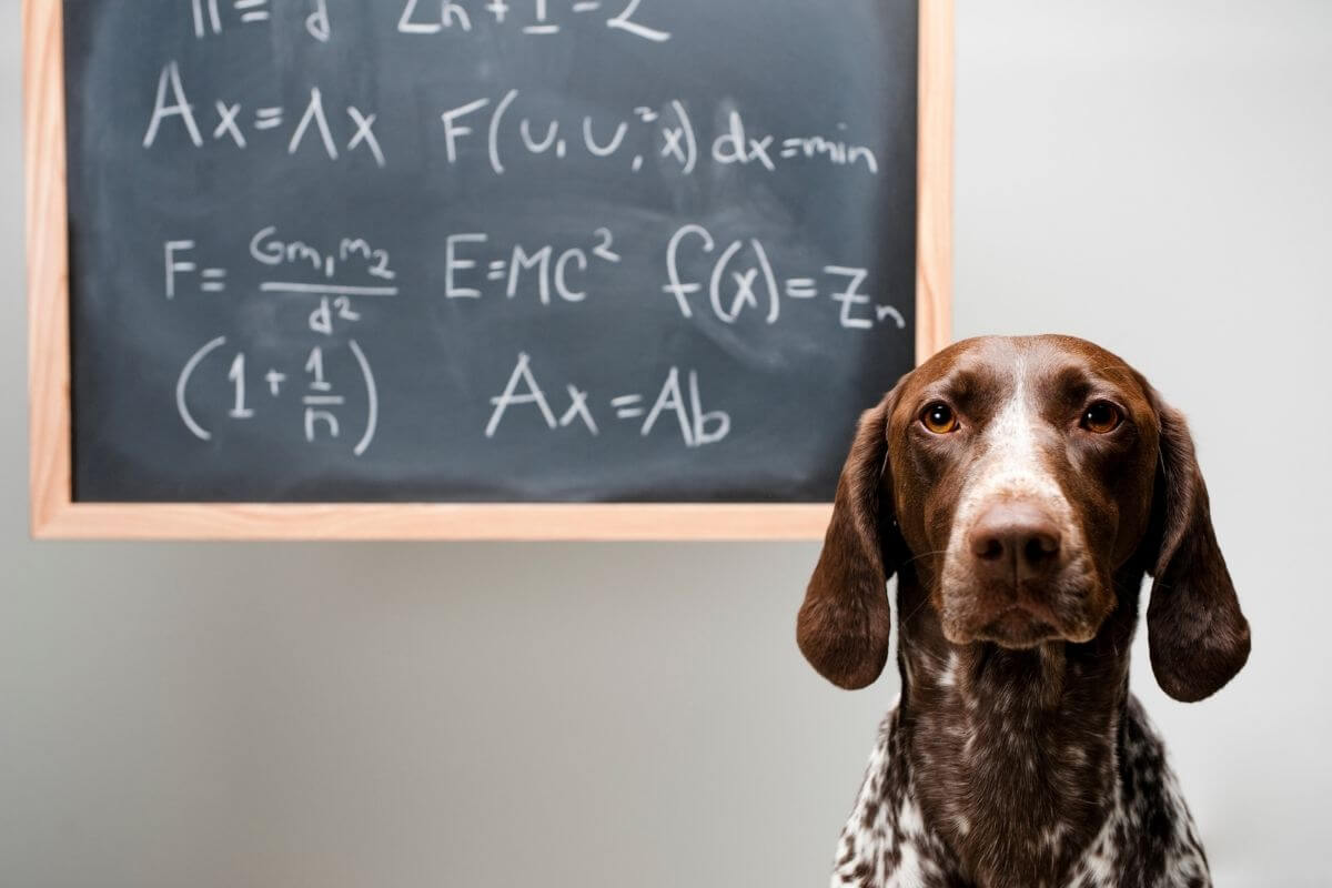 Peut-on apprendre la communication animale quand on est rationnel ?