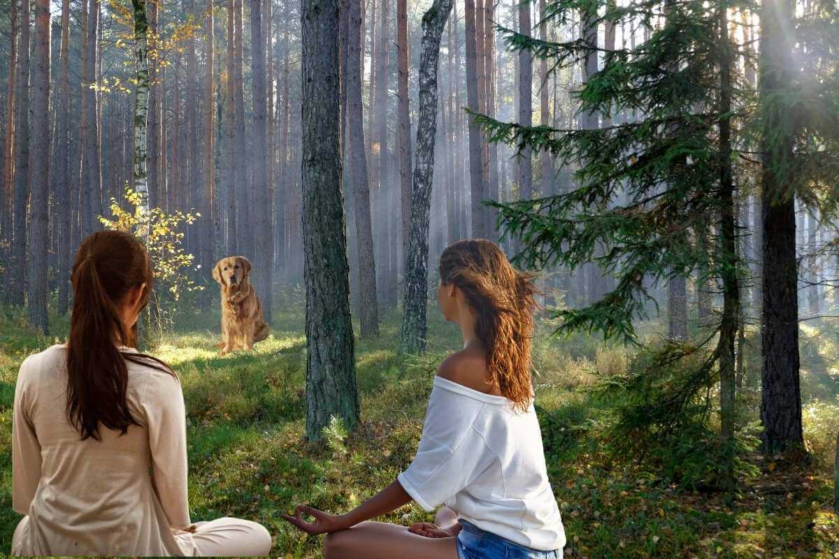 Faut-il être spirituel pour apprendre la communication animale ?
