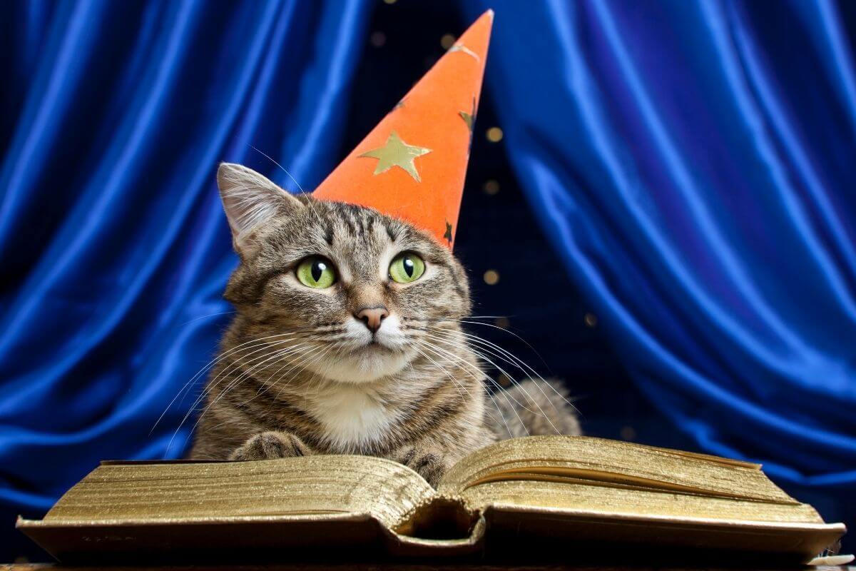 Faut-il un don pour apprendre la communication animale ?