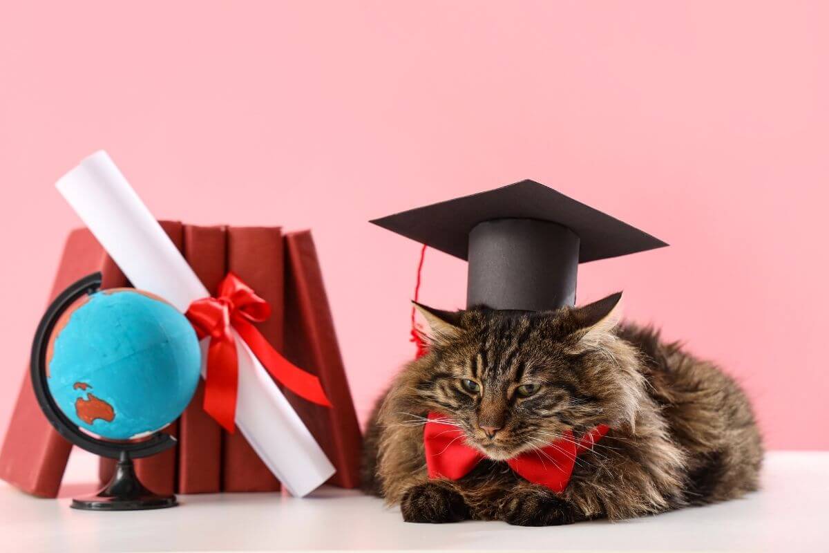 Faut-il vouloir devenir communicant animalier professionnel pour se former ?