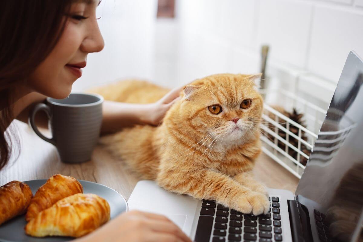 En ligne ou en présentiel : comment choisir sa formation en communication animale ?