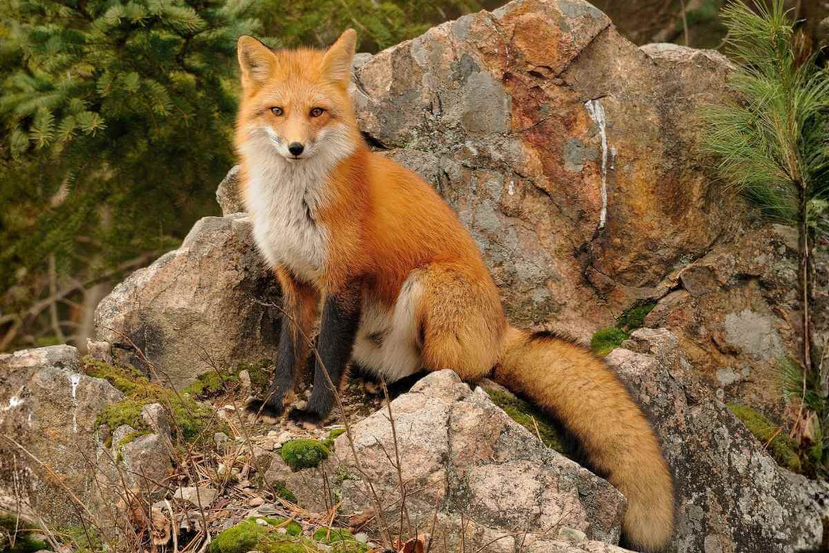 Peut-on communiquer avec les animaux sauvages ?