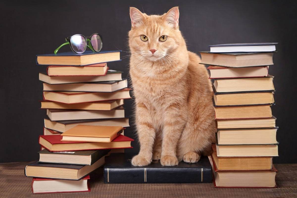 Peut-on suivre plusieurs formations en communication animale ?
